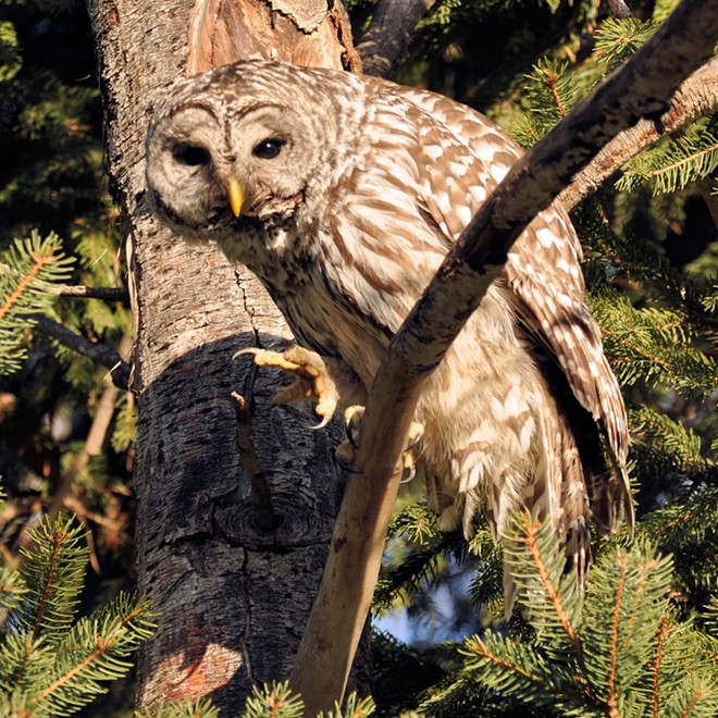 A Barred Owl flexes its talons at the Lewiston Wildlife Habitat Area. Photo by Stan Gibbons of Lewiston on 1/17/2013.