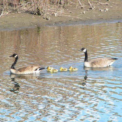 this pair of geese was one of 6 pair out with their yellow balls of fuzz along the river by the pelican sand bar. taken 4-19-20