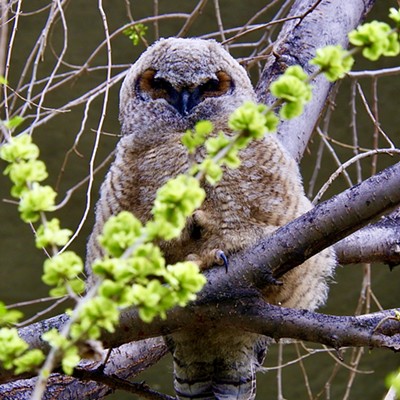 This little great horned owl made it from the nest to the tree. Not bad considering he’s so fluffy! Picture taken 4/19/22 near the Southway Bridge.