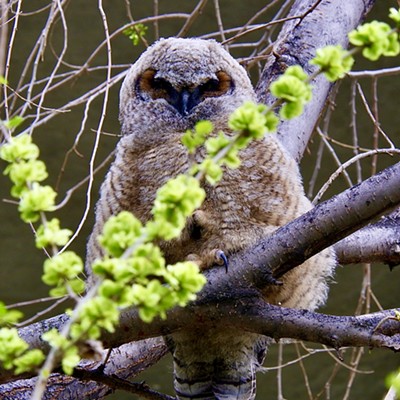 A fuzzy fledgling!