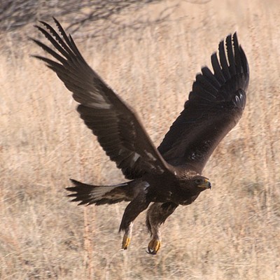 A Golden Eagle is photographed about halfway down Rattlesnake Grade by Stan Gibbons of Lewiston on 1/9/2012.