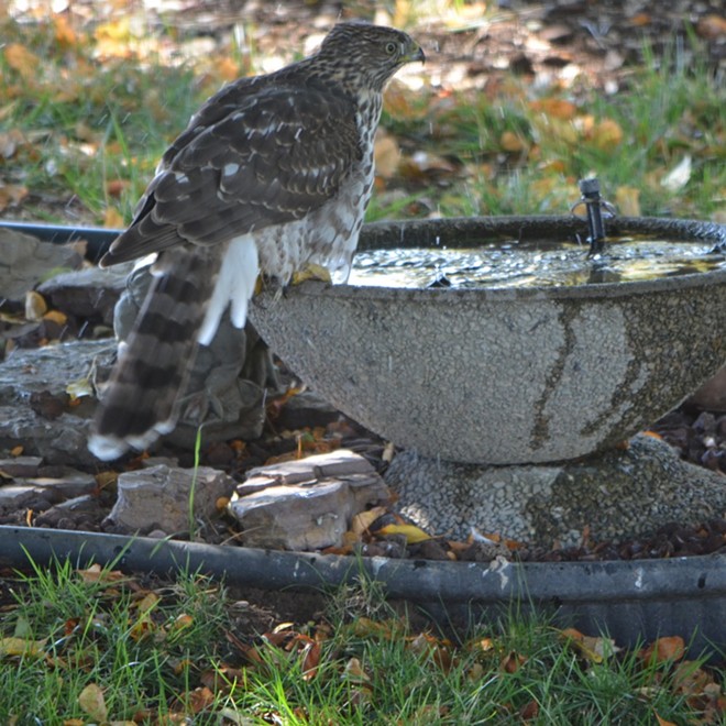 A hawk at backyard bird bath