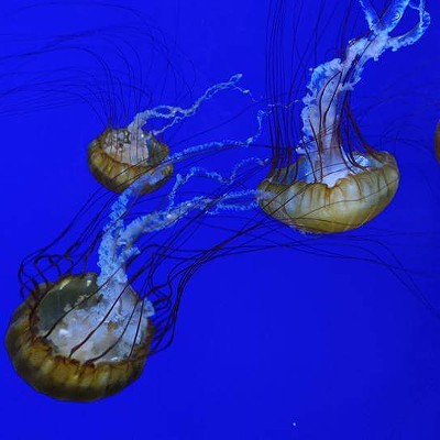 A little jelly