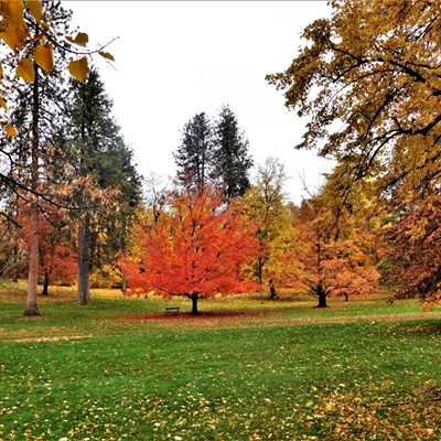 A red Maple tree in a field of grass: Manito Park in Spokane