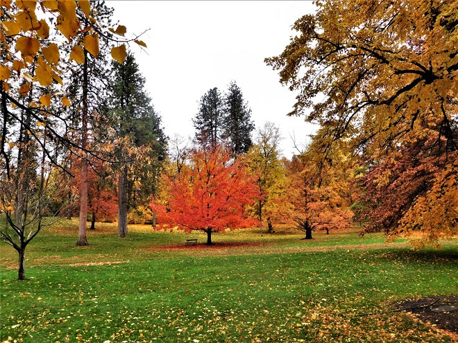 A red Maple tree in a field of grass: Manito Park in Spokane