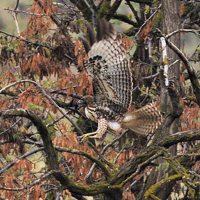 A Red-tailed Hawk lands in a locust tree along Tammany Creek. Photo by Stan Gibbons of Lewiston on 11/14/2012.
