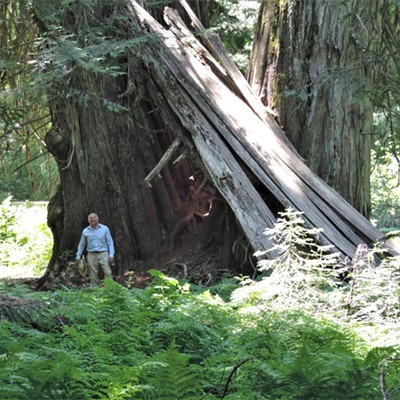 Tim Fountain of Moscow poses near two giant cedar trees that has the remains of another fallen giant wedged between them on July 11, 2021.  The cedar grove is about 11 miles NE of Elk River Idaho.  The grove also has the largest tree east of the Cascade/Sierra Crest Mountain Ranges in North America that is estimated to be over 3,000 years old.