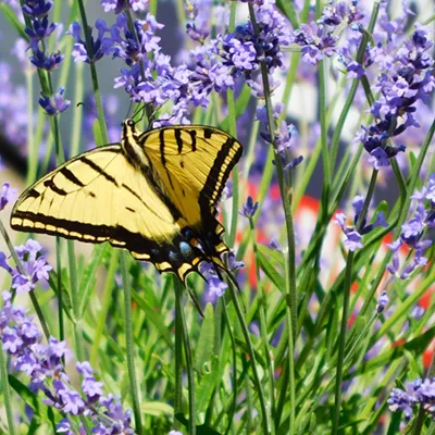 Image: A Swallowtail butterfly visits some flowers.