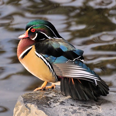 A Wood Duck drake dries his feathers at Kiwanis Park. Photo by Stan Gibbons of Lewiston on 11/15/2012.