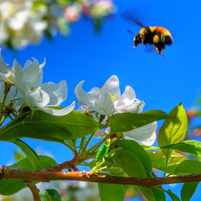 Bee Lines Itself Up For Landing 
    Taken 4/18/2016
    Hayden Idaho
    Scott Brice 38 Hayden Idaho