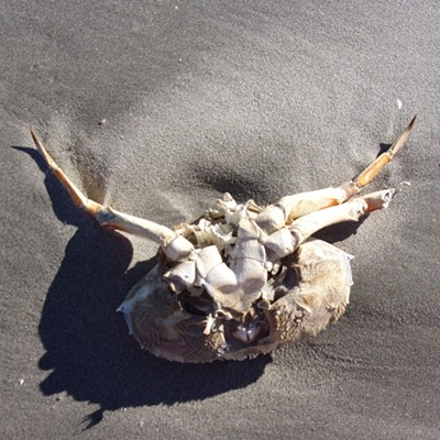 A section of the Oregon coast was littered with crab shells last September.
This one looked like a head with horns and a face...