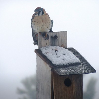 Garry Seloske took this photo of an American Kestral with a mouse in it's talons, outside his house located 6 miles east of Cottonwood. Taken March 6, 2019