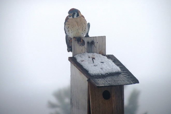 American Kestral with mouse