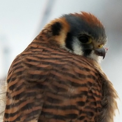 Taken March 2, 2019 by Ken Bonner.   This American Kestrel was hunting at Bryden Canyon in Lewiston and landed on a handrail within fifteen yards of me.