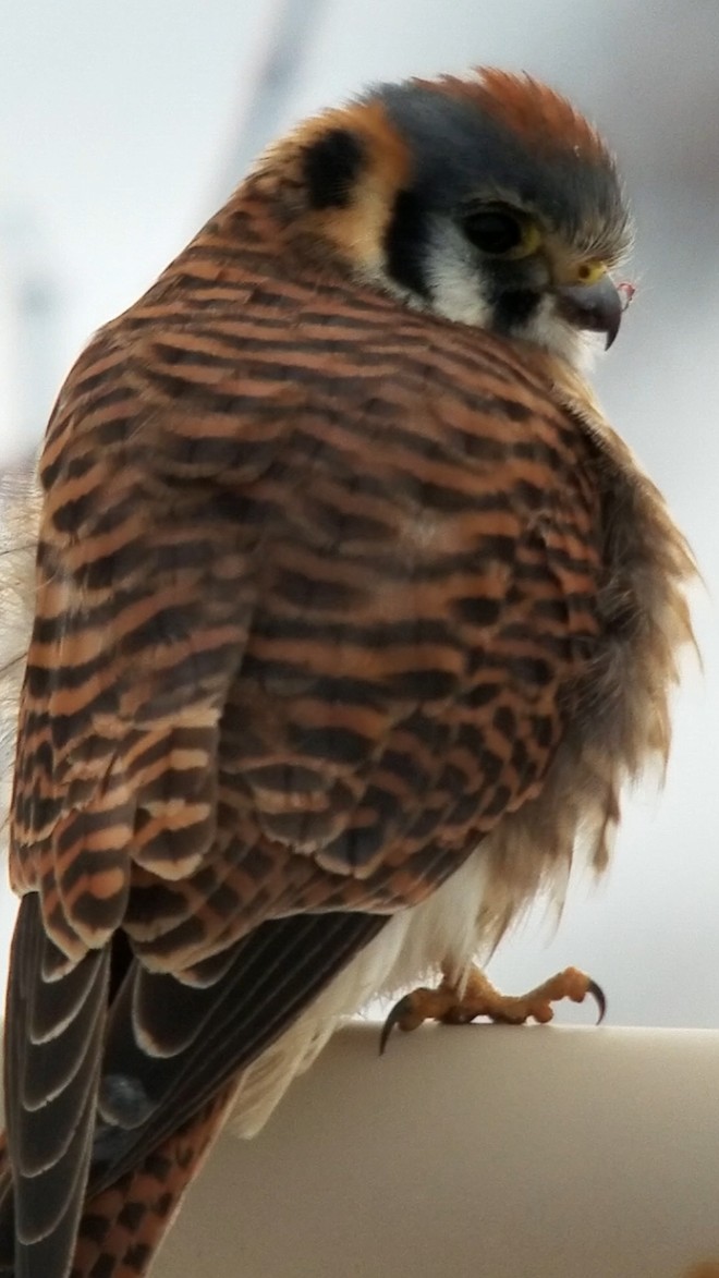 American Kestrel