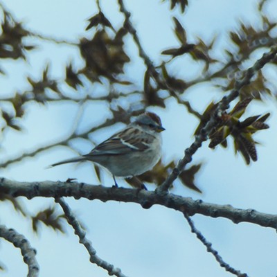 This American Tree Sparrow was seen at Mann Lake March 17, likely on its way to nesting grounds in the far north.
    Photo by Sarah Walker