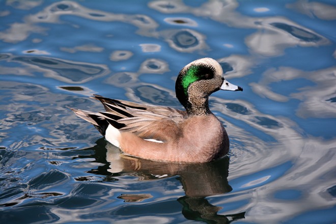 American Wigeon