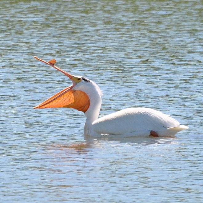 An American White Pelican yawns wide at Mann Lake. Photo by Stan Gibbons on 6/5/2013.