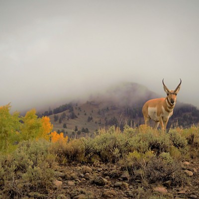 It wasn't the best of weather but we saw this antelope just off the road in Yellowstone National Park. Mary Hayward of Clarkston took this shot September 27, 2019.