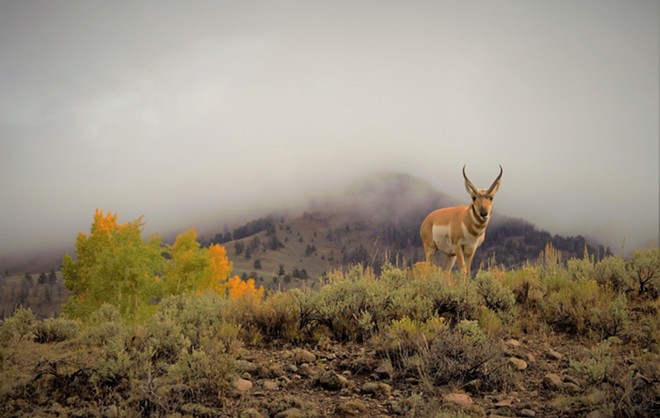 Antelope in Yellowstone