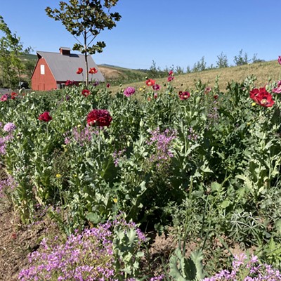 The poppies are actually accidental volunteers in a new Palouse Prairie pollinator strip that was planted last fall.  The poppies are not native, but it was decided to leave them.