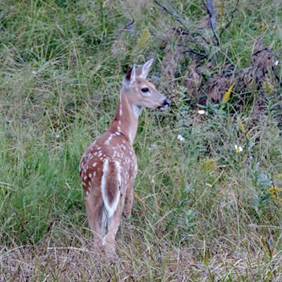 This fawn was spotted a couple of miles west of Elk River, Idaho, near Highway 8 at dusk on Aug. 20, 2016. Photo by Keith Gunther of Moscow.