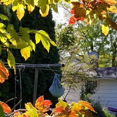 The setting sun creates a colorful partial halo through autumn leaves around the clothespin bag dangling from our backyard clothesline near Colfax. Peter Haug.