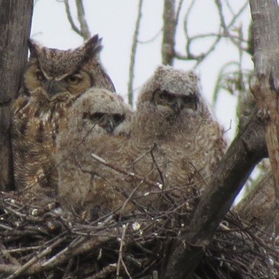 We saw this baby owl family on Webb Road. Lewiston on April 16, 2007&nbsp;. Photo by Lynda Watson.