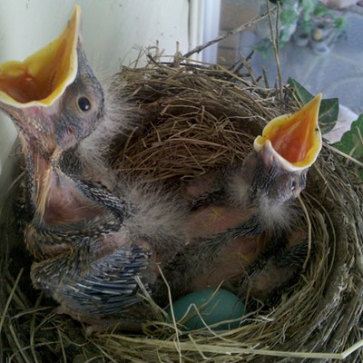 Baby robins and one unhatched egg in their nest. Taken April 2015 in Clarkston. Photographer Mary Hayward of Clarkston.