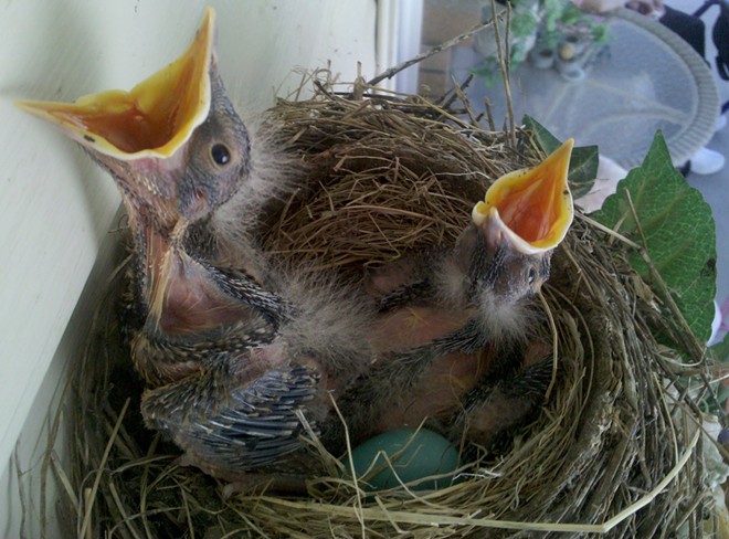 Baby robins and unhatched egg in nest