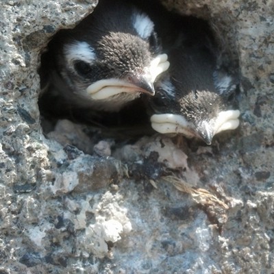 baby swallows - hole in the wall gang