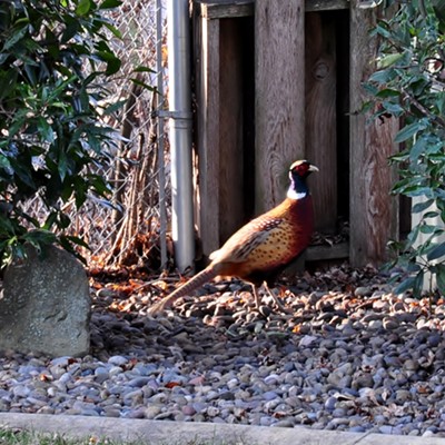 This Pheasant ha d been doing clean up under our bird feeder and was getting ready to move on to his next stop for food. Photographed in Clarkston, Wa. By Jerry Cunnington, 1/6/2020.