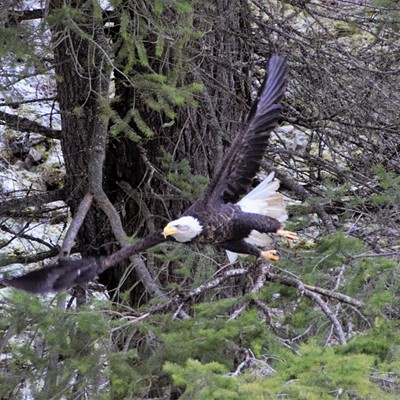 Bald Eagle in Flight