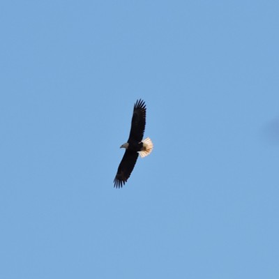 Bald Eagle in Flight
    
    Feb. 26, 2017
    
    Along the Yadkin River - near Winston Salem, NC
    
    Paul Dixon - former resident of Lewiston