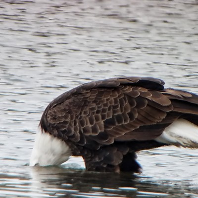 This eagle was standing on a log at Swallows Park in Clarkston when it stuck it's head under for a quick look around. Taken by Ken Bonner of Lewiston on February 28, 2020. Photo by Ken Bonner of Lewiston.