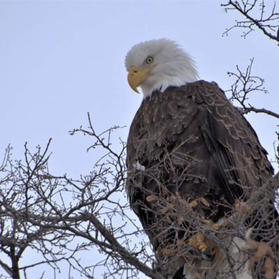 This bald eagle was so majestic looking at the top of a tree in Lewiston near the levee. Mary Hayward of Clarkston took the shot February 15, 2021.