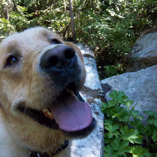 Barley the dog, in Elk River, ID