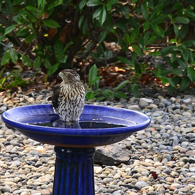 My wife and I came home to find this young Sharp-Shinned Hawk had just finished it's bath and was enjoying the cool of the water. It flew to some near by trees and returned again and would only sit on the edge of bird bath and pose. While it was there I noticed there were no other birds or squirrels except a humming bird that seemed not fear the hawk and the Hawk didn't appear hungry when the humming bird came close to it's head. Other photos to follow. 
Photographed by Jerry Cunnington 8-20-2021.