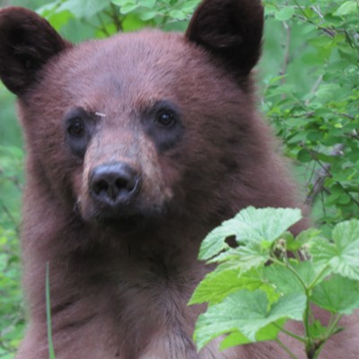 Spring Bear! Dan Watson took this picture on May 13th on O'Hara Creek, the Selway River area.
