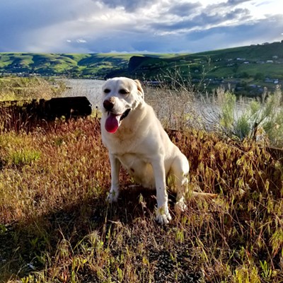 Lola poses with the Snake River as a backdrop. Picture taken on 5/13/17 from the Elks parking lot by Sue Young.