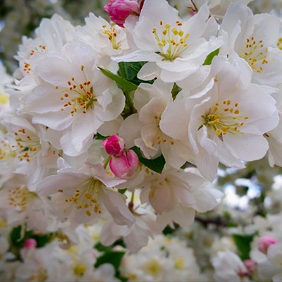 Too gorgeous for a name like "crabapple"! Photo taken by Sue Young of the crabapple trees in a park near my home on April 15, 2016.