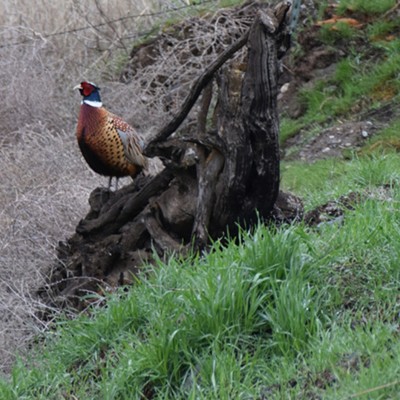 Pheasant was on Evans Road in Clarkston March 2016 Photographer Mary Hayward of Clarkston