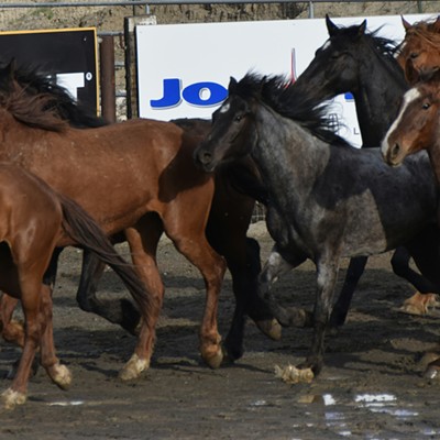 Horses running at the Asotin County Rodeo 2016. Photographer Mary Hayward of Clarkston.