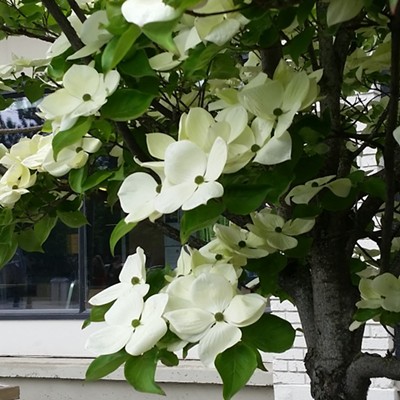 White Dogwood. Lewiston Library. August 2018. Photo by Lois Wildman.
