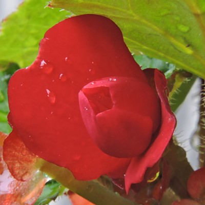 A Begonia flower taken at my home. Normal Hill area of Lewiston. Taken by Jay Armstrong of Lewiston on Aug. 9, 2016.