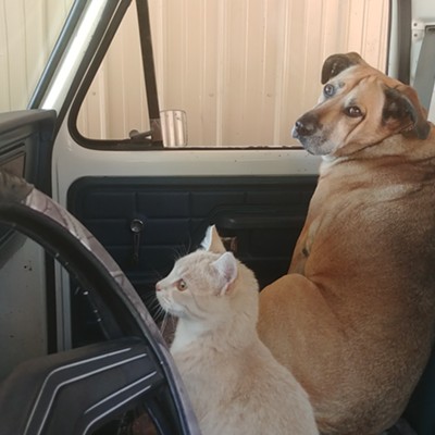My dog Bella aka Bell and pal (cat) Jessie jumped in the truck as I closed the gate. Seems they were up for a ride. Photo taken 10-27-19. In the carport. Taken by me Tony Ruiz