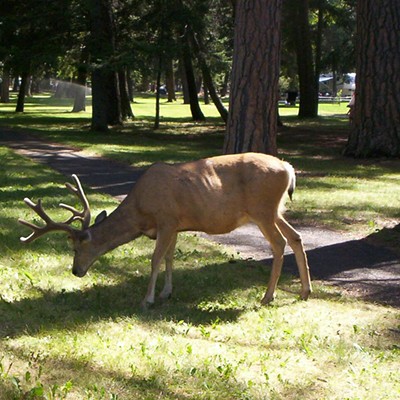 Big Buck roaming in the Wallowa State Park July 2014 Photographer Mary Hayward of Clarkston