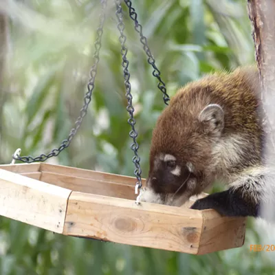 A coatimundi robs bird seed from feeders in SE Arizona. Photo by Sarah Walker Feb 20 near Portal Arizona.