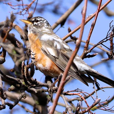 Stan Gibbons spotted this partially leucistic robin at Hells Gate State Park on January 26, 2024. Leucism is the loss of pigmentation in animals.