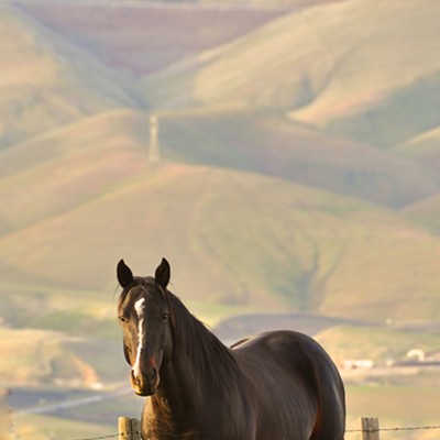 Black beauty of a horse